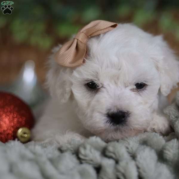 Tiny-Peppermint, Bichon Frise Puppy